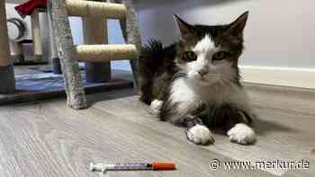 „Um eine Haaresbreite dem Tod entkommen“: Dank Tierärzten geht es für Luna bergauf