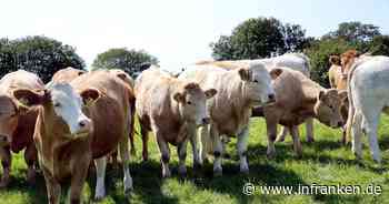 Irische Landwirte geraten wegen Klimazielen unter Druck