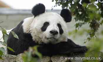 Why the dark circles? Pandas may suffer from jetlag just like humans if they are in zoos further north than where they normally live