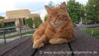 Die "CampusCat" von der Uni Augsburg ist tot
