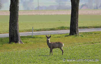 Wildunfälle vermeiden: Kollisionsgefahr steigt im Herbst