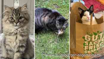 Sieger des Katzen-Votings: Jäger Moritz hat die Nase vorn