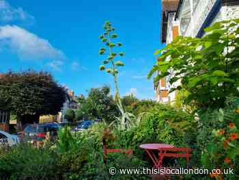 The Ilford garden where a plant has taken 20 years to flower