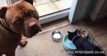 'Our American XL bully is warm and cuddly - when other dogs attack him he hides'