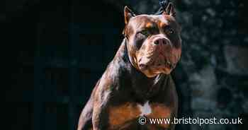 Bully XL puppies being sold for £5,000 despite looming ban