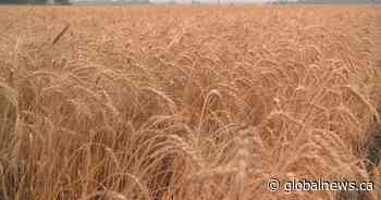 Dry conditions result in early harvest in central Alberta