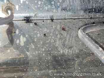 Former Ruislip bar director fined for cockroach in meal