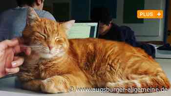 "Campus Cat" ist tot: Das bewegte Leben von Augsburgs berühmtestem Kater