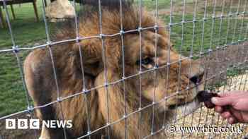 Cambridgeshire farmer shoots deer to feed his two African lions