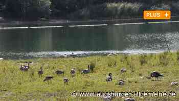 Ärger über Schüsse auf Gänse am Plessenteich: Die Jäger verteidigen sich