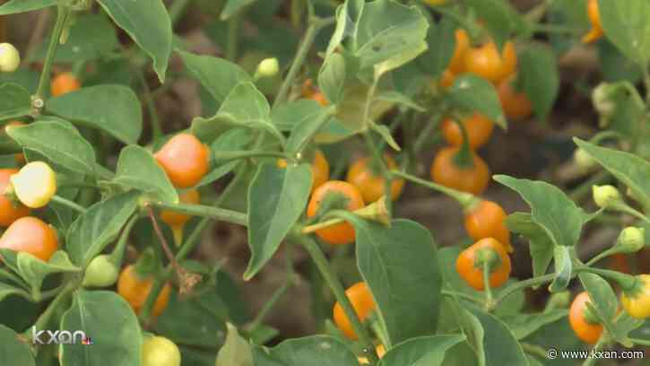 Green projects could earn money for some Austin schools