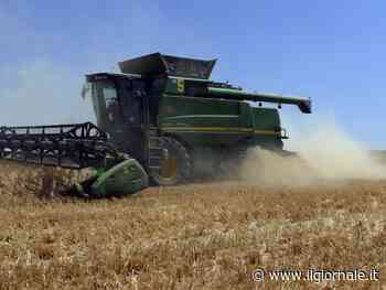 "Restrizioni sul grano ridicole, presto ritorsioni": Kiev denuncia il "blocco Est"