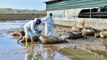 „Die Katastrophe ist biblisch“: Griechenland-Unwetter hinterlässt Teile des Landes in Trümmern