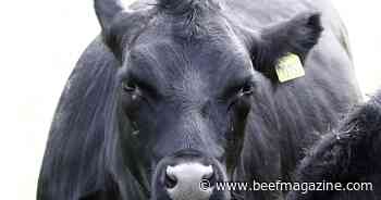 Congestive heart failure in finishing cattle on the rise