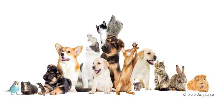 Nationwide releases most unusual pet insurance claims of 2023