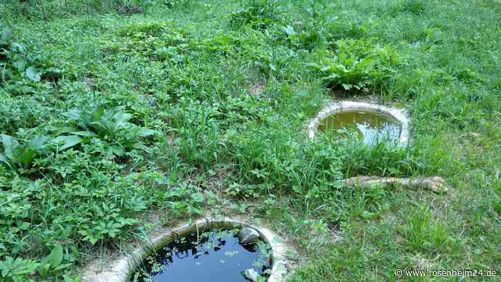 „Vielerorts keine Überlebenschance mehr“: Neue Laichplätze für die Gelbbauchunke