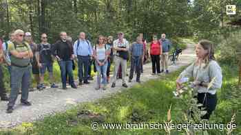 Vom Baumsterben und von neuem Leben: Rat besucht Stadtwald