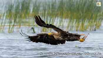 Unterwegs zum „Geheim-Horst“ der Braunschweiger Seeadler