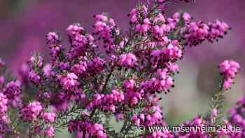 Den Insekten zuliebe: Heimische Spätblüher im Garten