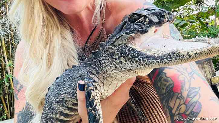 Gator found with missing nose and upper jaw recovering in Florida reptile park