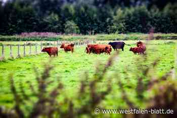 Gefährliche Aktion: Wer lässt immer wieder Rinder frei?