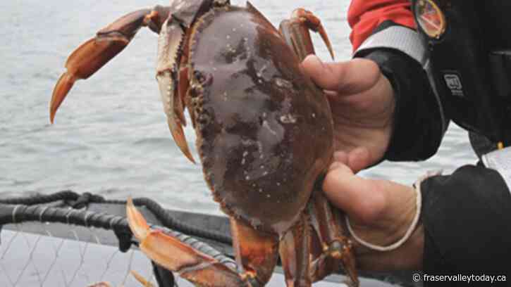 Boundary Bay commercial crab fleet investigations lead to major fines, forfeitures of over $287K
