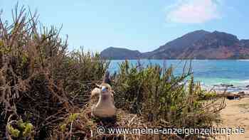 Kranke Vögel auf Galápagos-Inseln auf Vogelgrippe untersucht