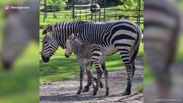 Wilder Institute/Calgary Zoo welcomes new baby zebra