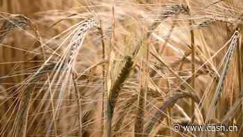 Ukraine verklagt drei EU-Staaten bei Welthandelsorganisation