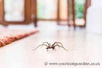 How to keep spiders away with 6 natural cleaning tips