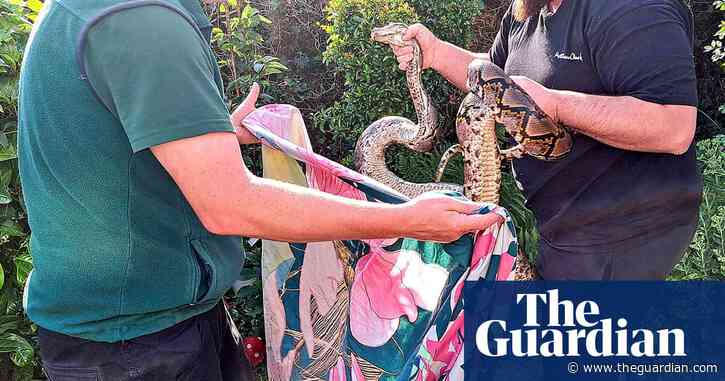 Hampshire man attacked by 11ft python that crept into his conservatory