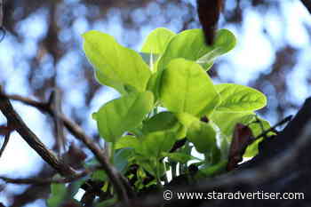 Lahaina banyan tree sprouting new leaves