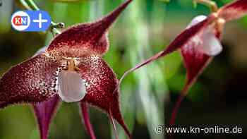 Große Orchideen-Schau im Botanischen Garten in Kiel