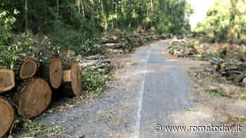 Decine di querce abbattute nel bosco. Monta la protesta: “Vogliamo accertare legittimità dei tagli”
