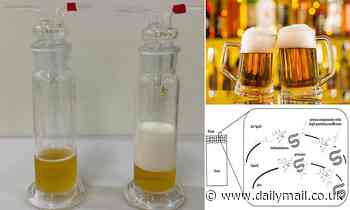 Scientists reveal the secret to the perfect PINT (and it's bad news if you're not a fan of a foamy head!)
