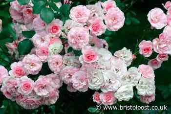 Two steps that could give gardeners twice the amount of flowering roses in the spring