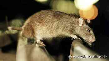 Ratten, Razzia und knatternder Protest
