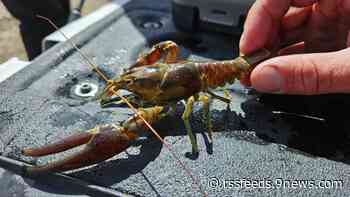 Troublesome crayfish discovered in Lake Granby