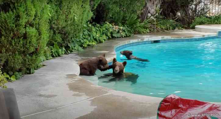 Mama bear and cubs enjoy quick swim in California backyard