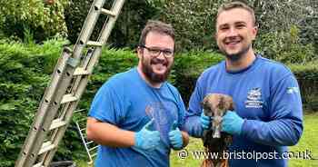 Duck stuck in pipe rescued as plumbers race to 'feather-raising' emergency