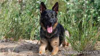 Police dog finds Ontario senior missing for hours in ravine