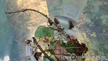 Auf der Jagd nach Grasfröschen und Erdkröten