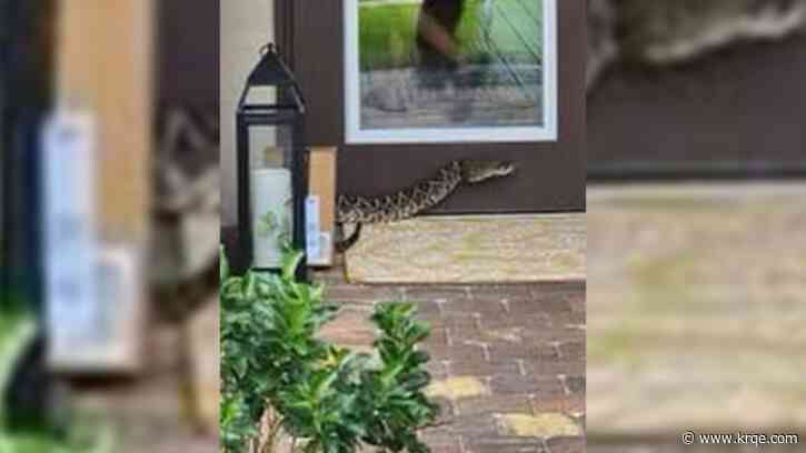 Amazon driver bitten by rattlesnake during delivery in Florida