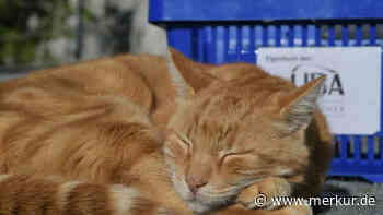 Trauer um berühmten Kater: Augsburger „CampusCat“ Leon ist tot – „Ruhe in Frieden, kleiner roter Held!“