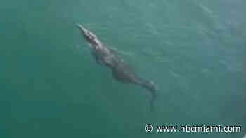 ‘Absolutely crazy': Video shows large crocodile swimming under pier at Pompano Beach