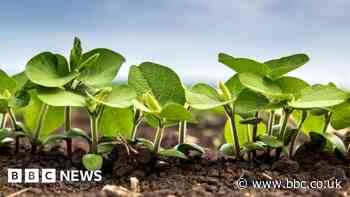 The turbo-charged plants that could boost farm output