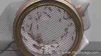 Concerns over West Nile virus grow as first two deaths confirmed in DuPage County