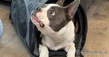 Pup punted from WestJet flight over pet carrier size issue