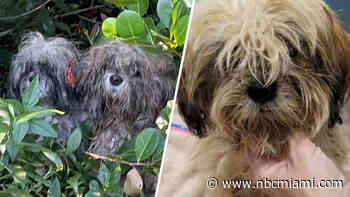 Authorities in Florida searching for whoever abandoned dogs after 9 rescued