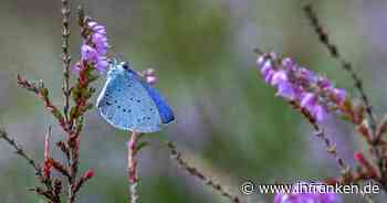 Noch unverzichtbar: Garten- und Gemüsebau brauchen Torf